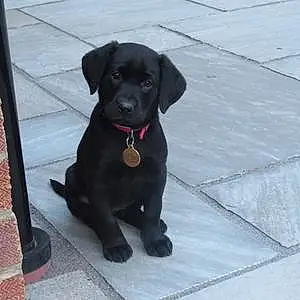 Name Labrador Retriever Dog Inca