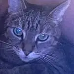 Head, Cat, Eyes, Felidae, Cloud, Carnivore, Sky, Whiskers, Iris, Small To Medium-sized Cats, Window, Snout, Electric Blue, Furry friends, Domestic Short-haired Cat, Meteorological Phenomenon, Darkness, Square, Mountain