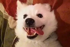 Name American Eskimo Dog Dog Bolt