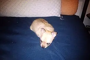 Chihuahua Dog Chewbacca