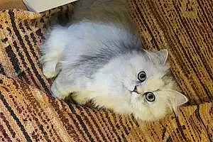 Name Persian Cat Florence