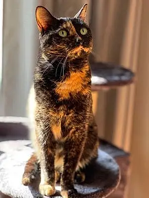 Name Cat Eclipse