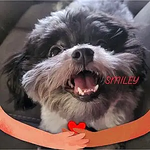 Name Maltese Dog Lilly