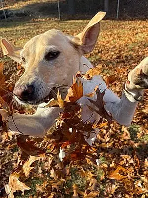 Name Labrador Retriever Dog Emmy