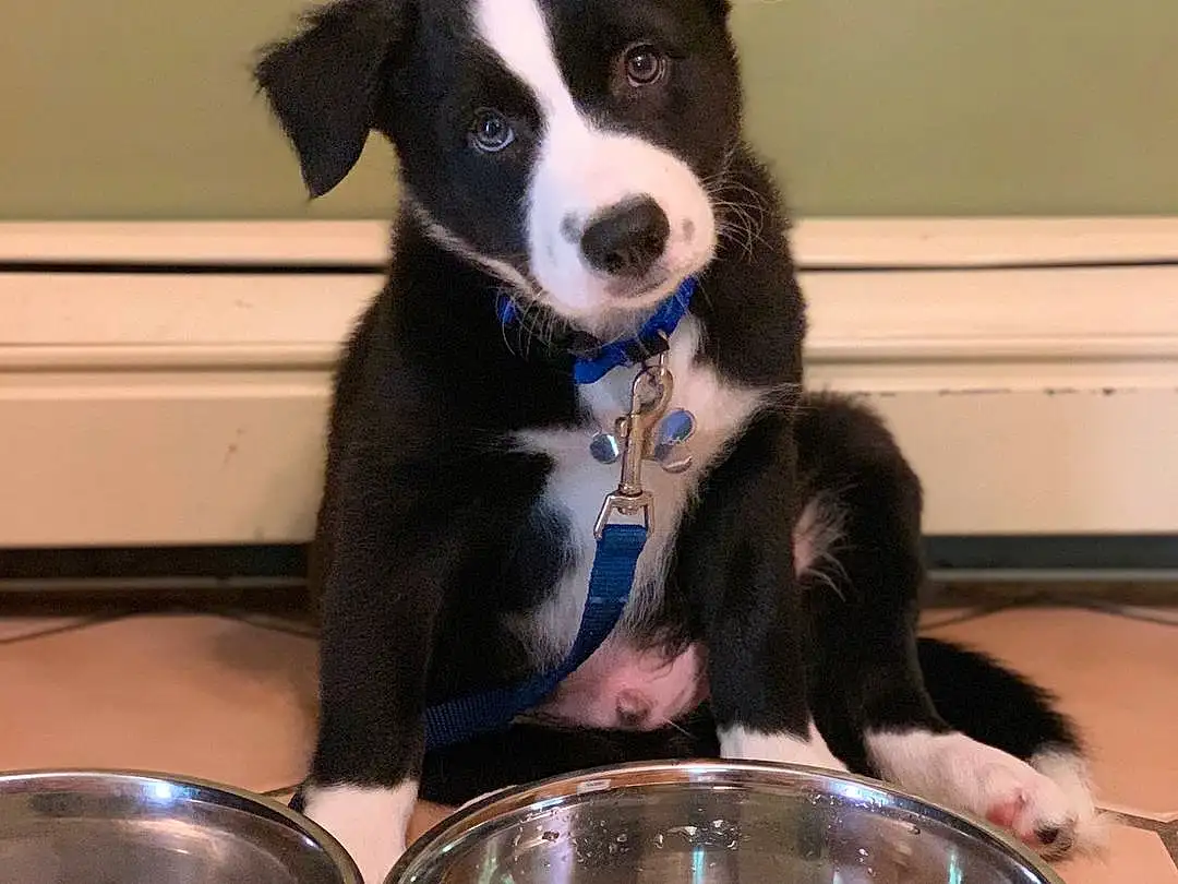Dog, Dog breed, Carnivore, Companion dog, Pet Supply, Herding Dog, Dog Food, Working Animal, Pet Food, Canidae, Bowl, Crock, Mixing Bowl, Cookware And Bakeware, Mcnab, Border Collie, Animal Feed, Kitchen Scale, Furry friends
