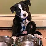 Dog, Dog breed, Carnivore, Companion dog, Pet Supply, Herding Dog, Dog Food, Working Animal, Pet Food, Canidae, Bowl, Crock, Mixing Bowl, Cookware And Bakeware, Mcnab, Border Collie, Animal Feed, Kitchen Scale, Furry friends