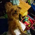 Dog, Carnivore, Fawn, Liver, Dog Supply, Toy Dog, Companion dog, Working Animal, Snout, Dog breed, Small Terrier, Terrier, Furry friends, Box, Yorkipoo, Maltepoo, Biewer Terrier, Comfort, Non-sporting Group