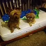 Dog, Carnivore, Dog breed, Liver, Dog Supply, Fawn, Companion dog, Toy Dog, Pet Supply, Small Terrier, Terrier, Working Animal, Furry friends, Toy, Canidae, Felidae, Hardwood, Yorkipoo