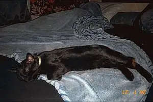 Bombay Cat Onyx