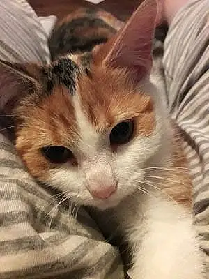 Name Cat Keira