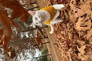 Name American Shorthair Cat Kimba