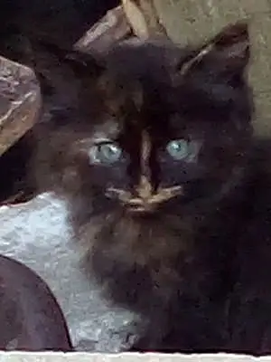 Name Cat Cheshire