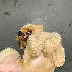 Dog, Dog breed, Carnivore, Fawn, Companion dog, Sunglasses, Toy Dog, Snout, Canidae, Paw, Tail, Poodle, Working Animal, Furry friends, Shout, Non-sporting Group, Petal