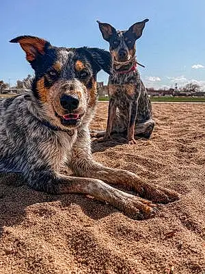 Australian cattle dog Dog Boomer And Paisley