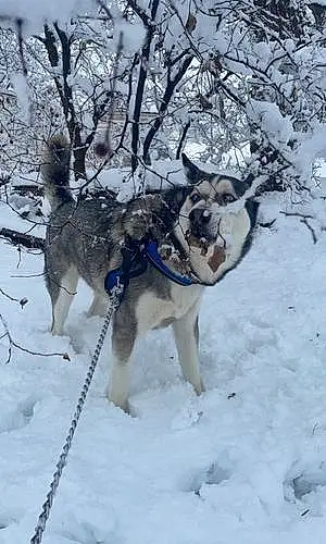 Alaskan Malamute Dog Jax