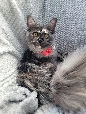 Name Maine Coon Cat Lana