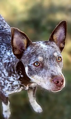 Name Australian cattle dog Dog Cedar