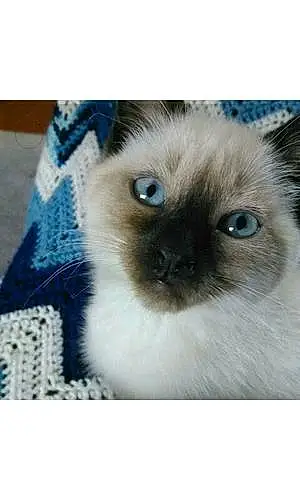 Name Siamese Cat Kiara