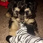 Dog, Dog breed, Puppy, Schnoodle, Morkie, Havanese, Companion dog, Poodle Crossbreed, Whiskers, Poodle