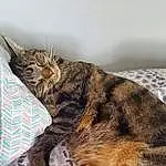 Cat, Comfort, Felidae, Textile, Carnivore, Small To Medium-sized Cats, Whiskers, Fawn, Tail, Snout, Terrestrial Animal, Furry friends, Domestic Short-haired Cat, Paw, Bed, Claw, Linens, Nap, Room