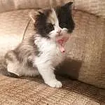 Cat, Whiskers, Kitten, Domestic short-haired cat, Norwegian Forest Cat, Ragdoll, Domestic long-haired cat, Ragamuffin, Aegean cat, Snout, Furry friends, British longhair