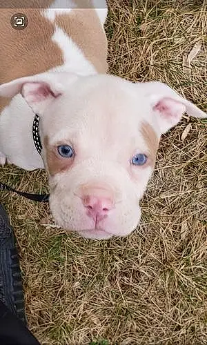 Name Pitt Bull Terrier Dog Bleu