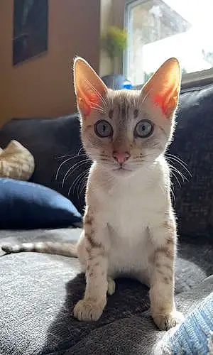 Name Bengal Cat Bunny