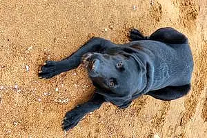 Beach Labrador Retriever Dog Koda