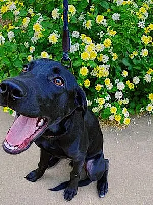 Flower Labrador Retriever Dog Remington