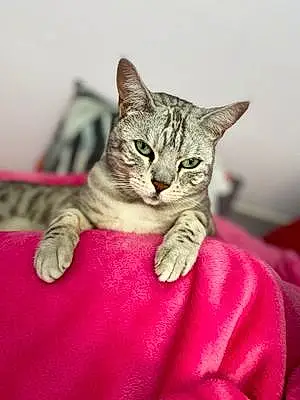 Name Bengal Cat Gem