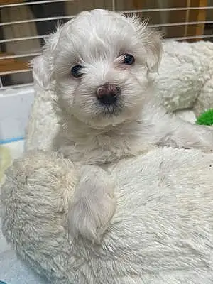 Name Maltese Dog Elsa