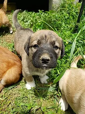 Name Tibetan Mastiff Dog Dillon
