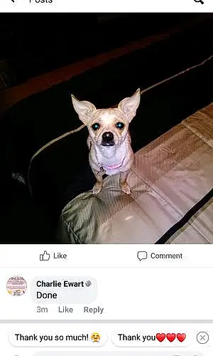 Name Chihuahua Dog Justice