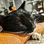 Cat, Comfort, Felidae, Small To Medium-sized Cats, Carnivore, Ear, Whiskers, Snout, Domestic Short-haired Cat, Paw, Furry friends, Nap, Claw, Sleep, Black cats