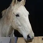Horse, Mane, Fauna, Snout, Mustang Horse, Pony, Stallion, Livestock, Bridle, Mare, Horse Tack, Pack Animal, Colt