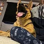 Dog, Dog breed, Carnivore, Companion dog, Fawn, Comfort, Snout, Human Leg, Foot, Canidae, Furry friends, Dog Supply, Thigh, Paw, Whiskers, Working Dog, Guard Dog, German Shepherd Dog