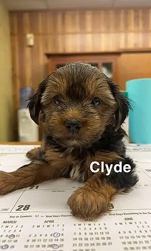 Name Yorkshire Terrier Dog Clyde