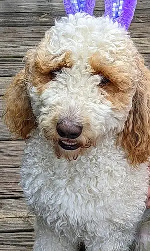 Goldendoodle Dog Baxter