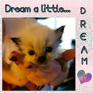 Name Siamese Cat Dream