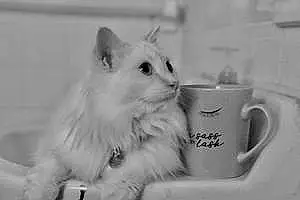 Name Siamese Cat Kingston