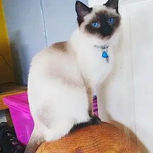 Name Ragdoll Cat Bluebell