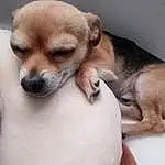 Dog, Dog breed, Chihuahua, Snout, Puppy, Companion dog, Toy Dog, Ear, Corgi Chihuahua