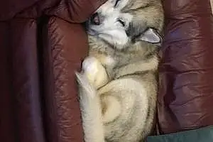 Alaskan Malamute Dog Zeus
