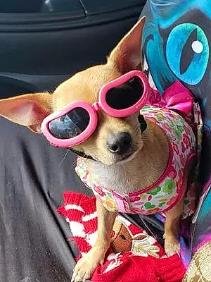 Name Chihuahua Dog Kaia