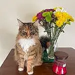 Flower, Plant, Cat, Flowerpot, Carnivore, Small To Medium-sized Cats, Felidae, Whiskers, Fawn, Vase, Petal, Houseplant, Grass, Tail, Flower Arranging, Serveware, Wood, Table, Artificial Flower, Domestic Short-haired Cat