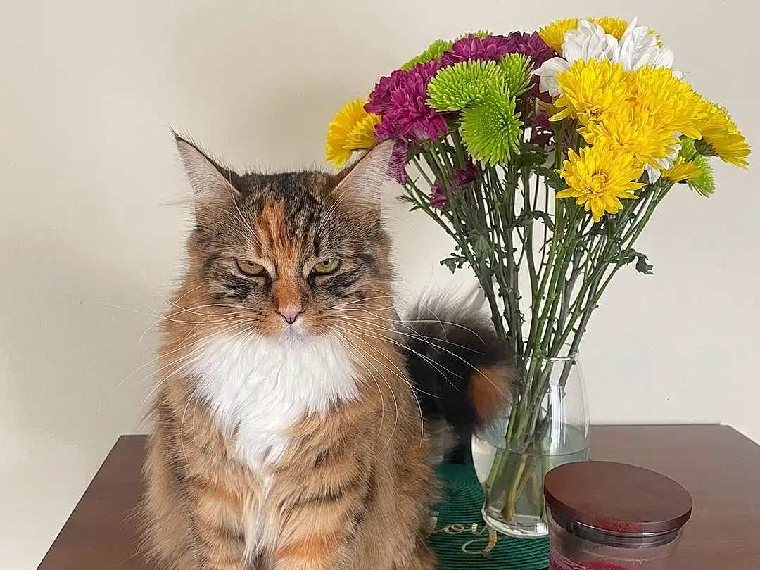 Flower, Plant, Cat, Flowerpot, Carnivore, Small To Medium-sized Cats, Felidae, Whiskers, Fawn, Vase, Petal, Houseplant, Grass, Tail, Flower Arranging, Serveware, Wood, Table, Artificial Flower, Domestic Short-haired Cat