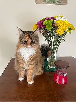 Flower Cat Kit Kat