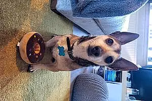 Name Chihuahua Dog Eddie