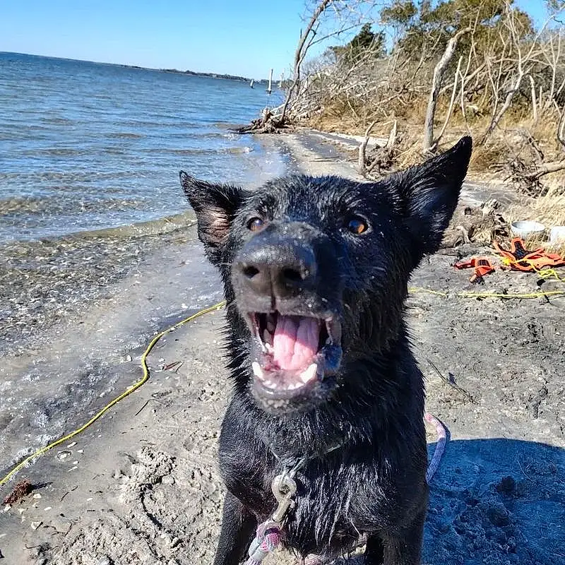 Water, Dog, Sky, Dog breed, Carnivore, Body Of Water, Snout, Herding Dog, Beach, Whiskers, Ocean, Working Animal, Plant, Terrestrial Animal, Working Dog, Fang, Collar, Wood, Companion dog