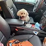 Car, Dog, Seat Belt, Vehicle, Vroom Vroom, Automotive Design, Car Seat Cover, Carnivore, Mode Of Transport, Dog breed, Vehicle Door, Head Restraint, Comfort, Companion dog, Car Seat, Automotive Exterior, Auto Part, Personal Luxury Car, Trunk, Toy Dog